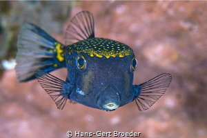 Boxfish
Bunaken island, Indonesia by Hans-Gert Broeder 